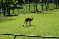 Sitatunga